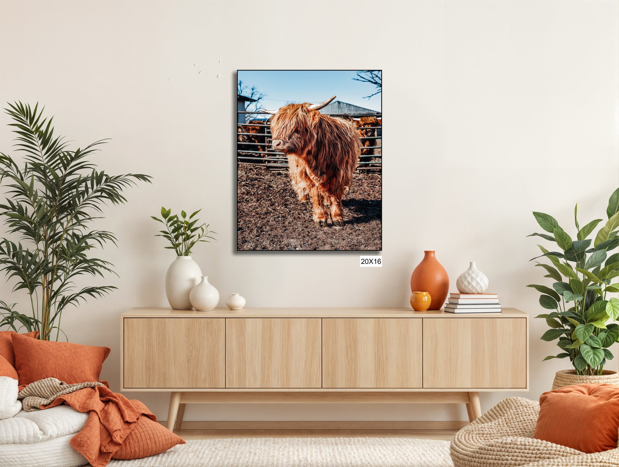 Highland Cow