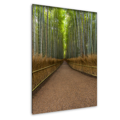 Bamboo Forest Kyoto Japan