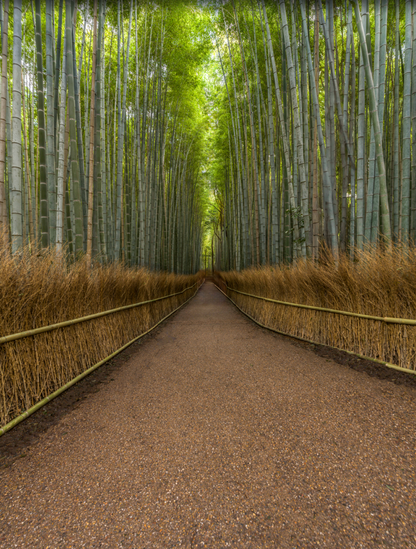 Bamboo Forest Kyoto Japan