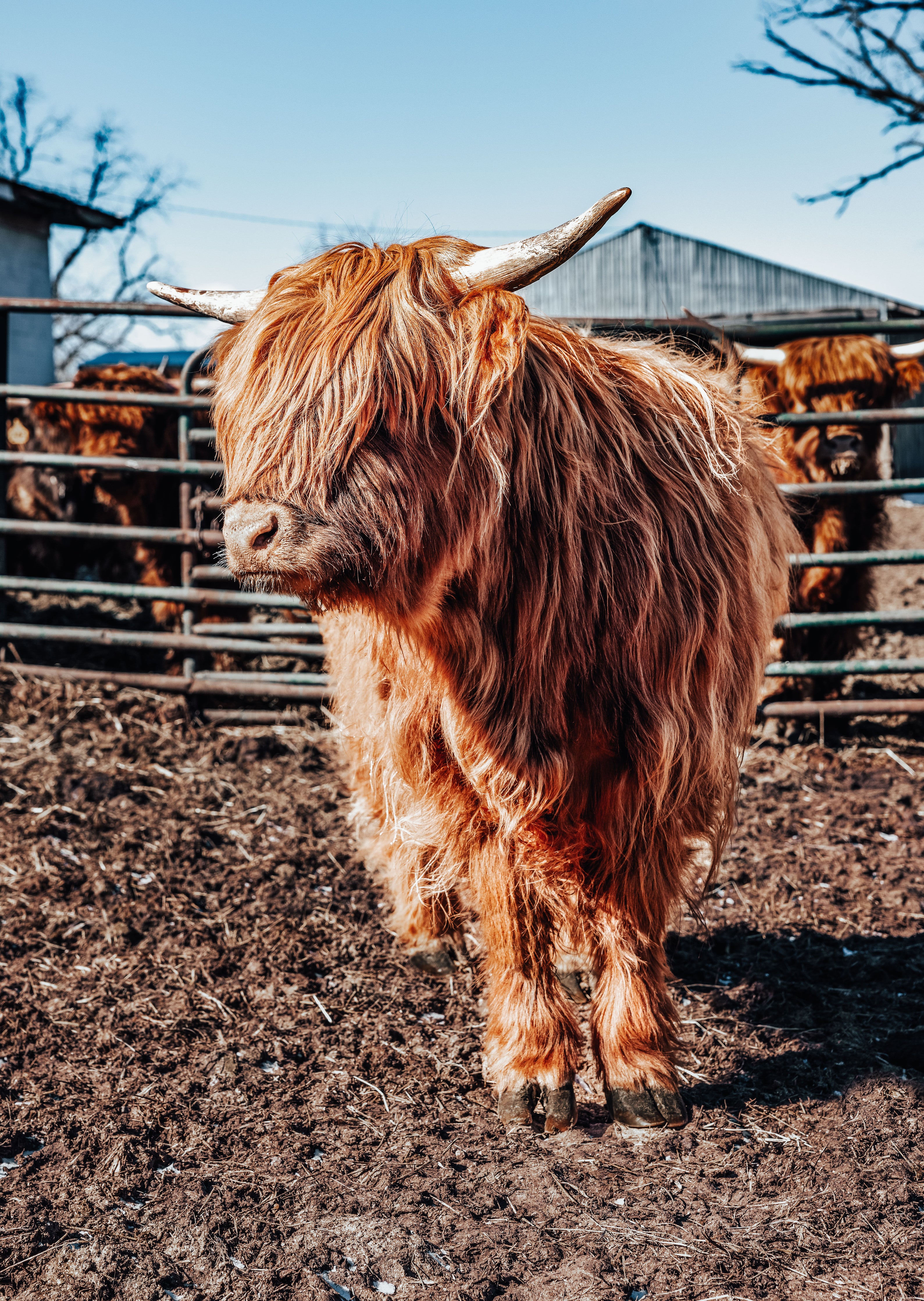 Highland Cow